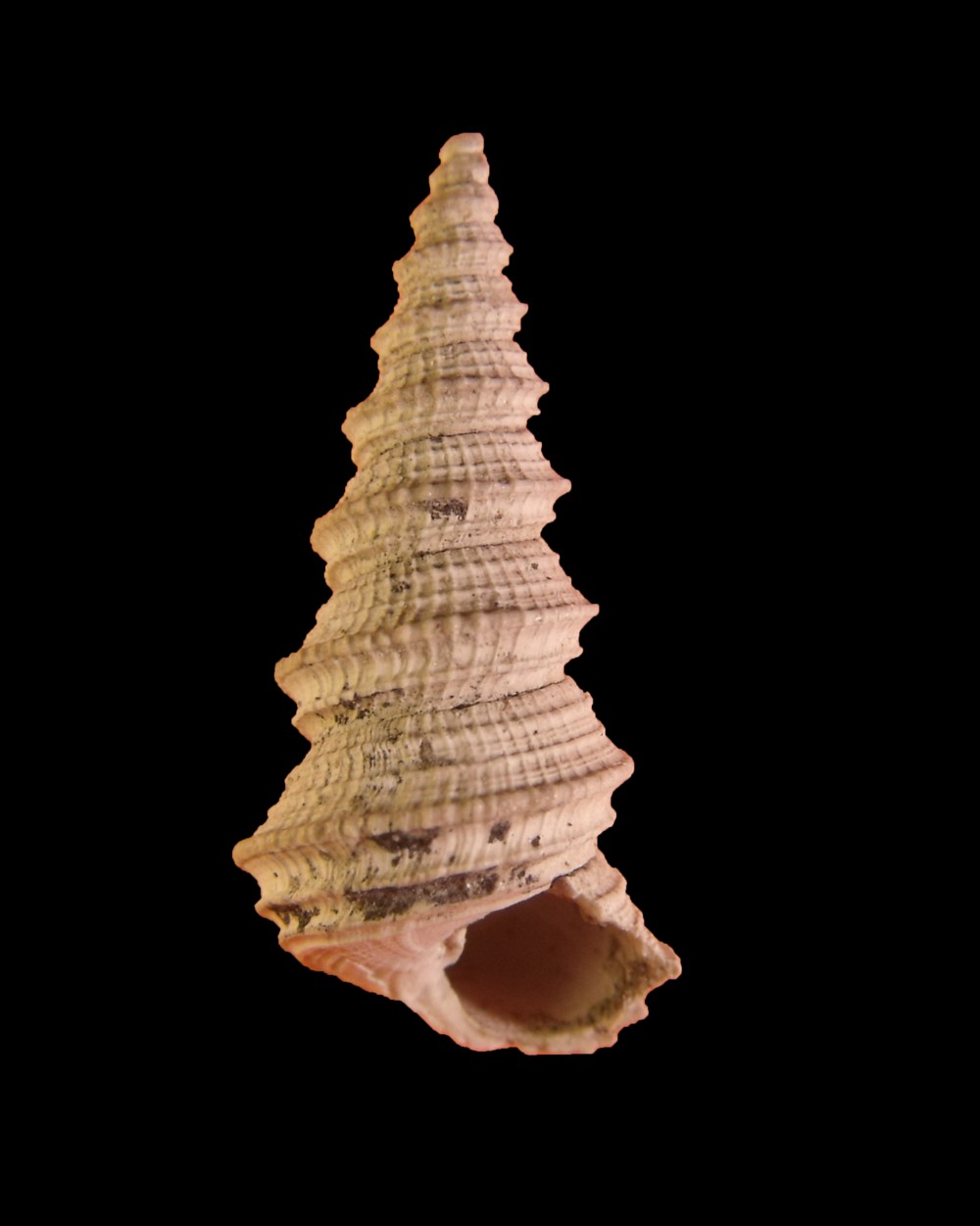 Fimbriatella Brocchi